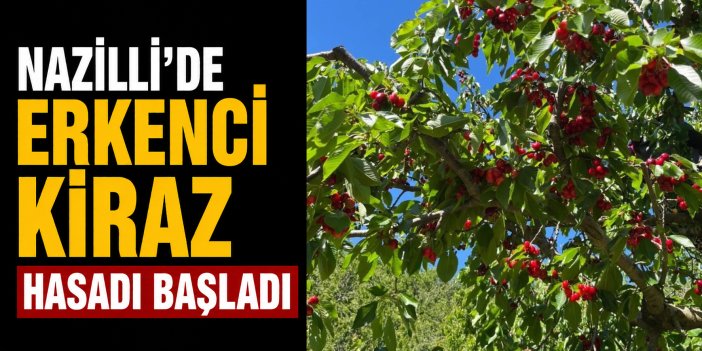 Nazilli’de erkenci kiraz hasadı başladı