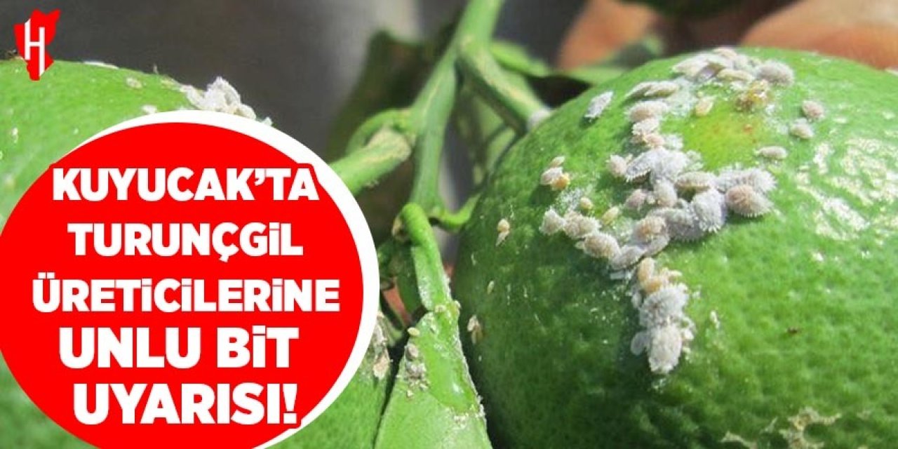Kuyucak'ta turunçgil üreticilerine unlu bit uyarısı