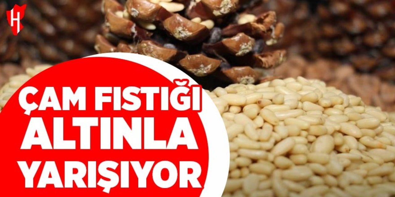 Aydın'da çam fıstığı altınla yarışıyor
