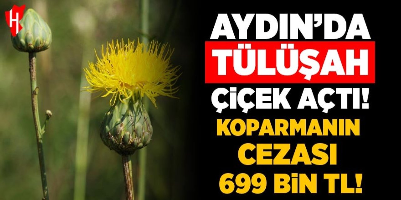 Aydın'da Tülüşah çiçek açtı, koparmanın cezası 699 bin lira