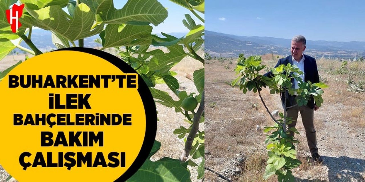 Buharkent'te ilek bahçelerinde bakım çalışması