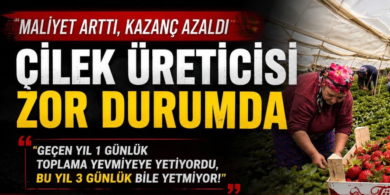 Atça'da çilek üreticisi zor durumda! Sanayici çıkma çilek alımını durdurdu