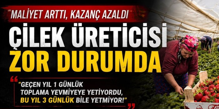 Atça'da çilek üreticisi zor durumda! Sanayici çıkma çilek alımını durdurdu