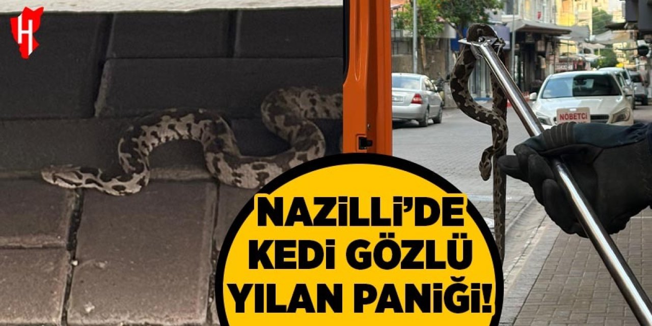 Nazilli’de kedi gözlü yılan paniği