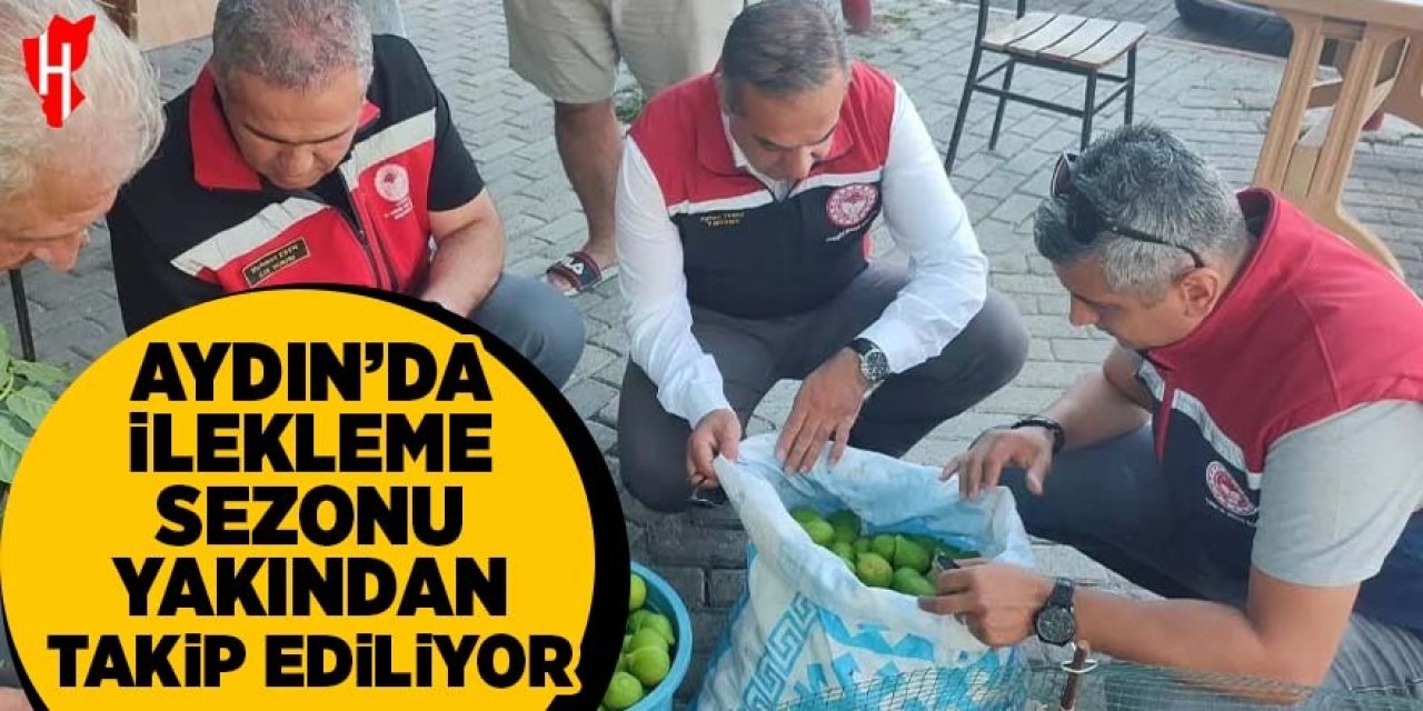 Aydın'da ilekleme sezonu yakından takip ediliyor