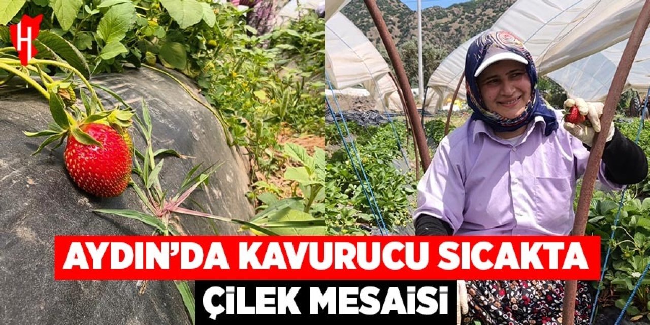 Aydın'da kavurucu sıcakta çilek mesaisi