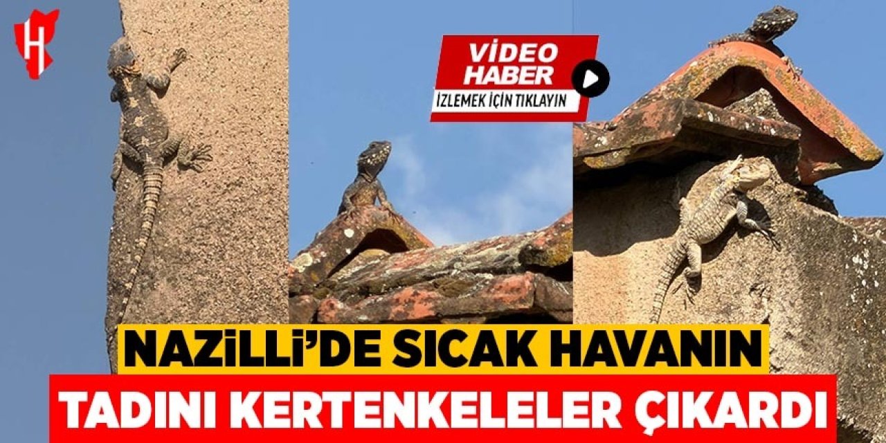 Nazilli'de sıcak havanın tadını kertenkeleler çıka