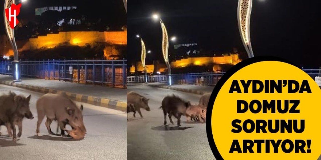 Aydın'da domuz sorunu artıyor