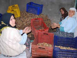 İncir Değil Adeta Altın Seçiyorlar