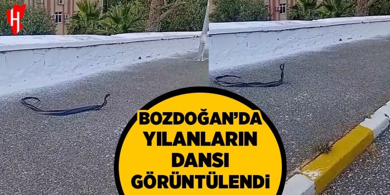 Bozdoğan'da yılanların dansı görüntülendi