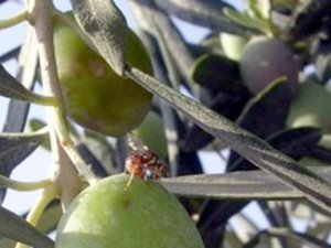 Zeytin Sineği ile Mücadele İçin Avrupa’dan Destek Aldılar