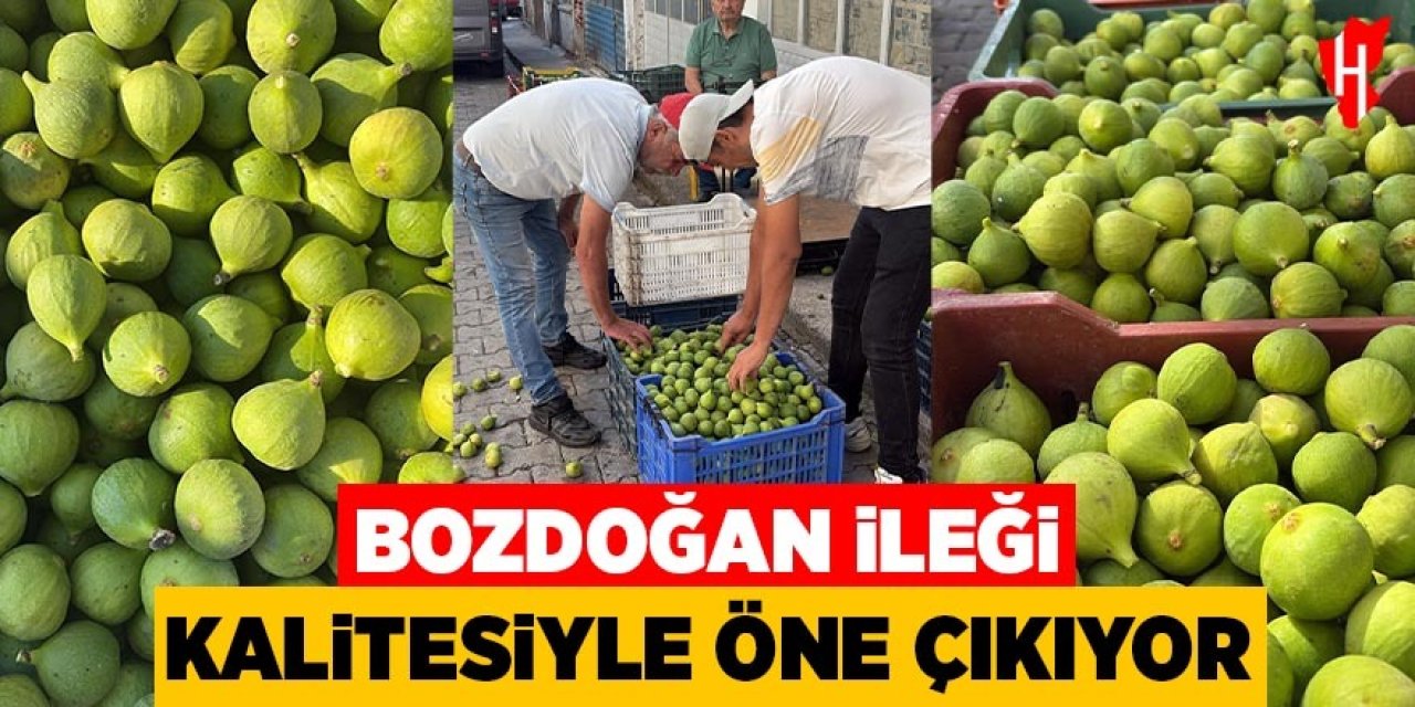 Bozdoğan ileği kalitesiyle öne çıkıyor: İyi ileğin fiyatı 300 liraya kadar çıkıyor
