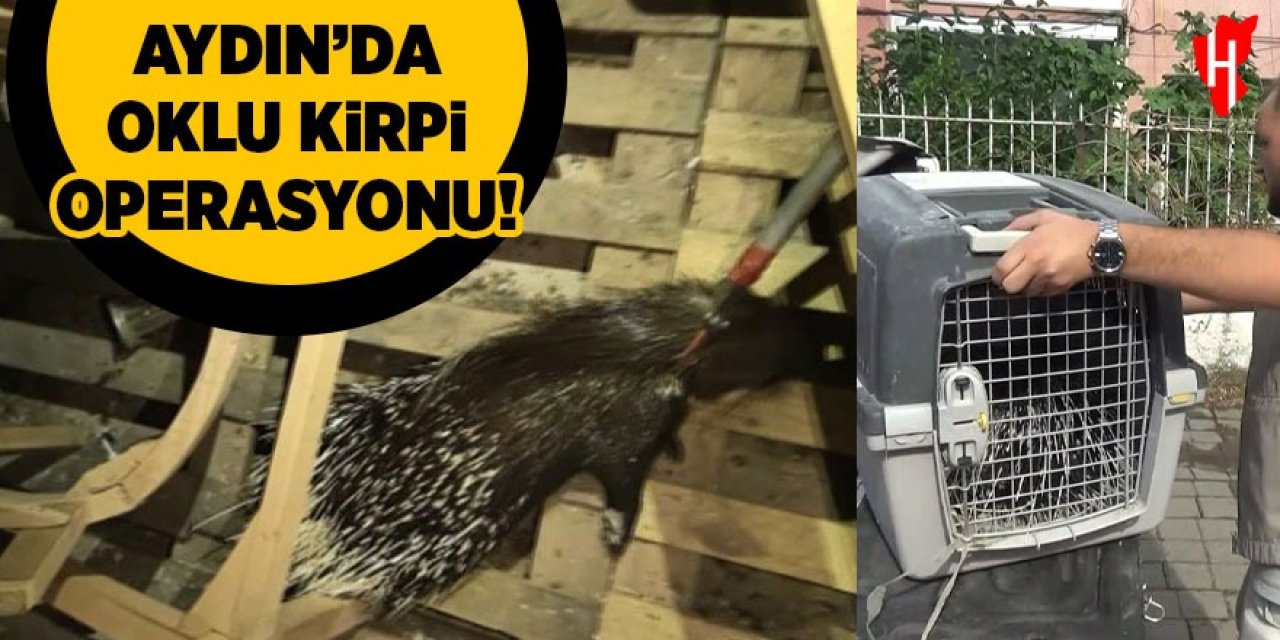 Aydın'da oklu kirpi operasyonu