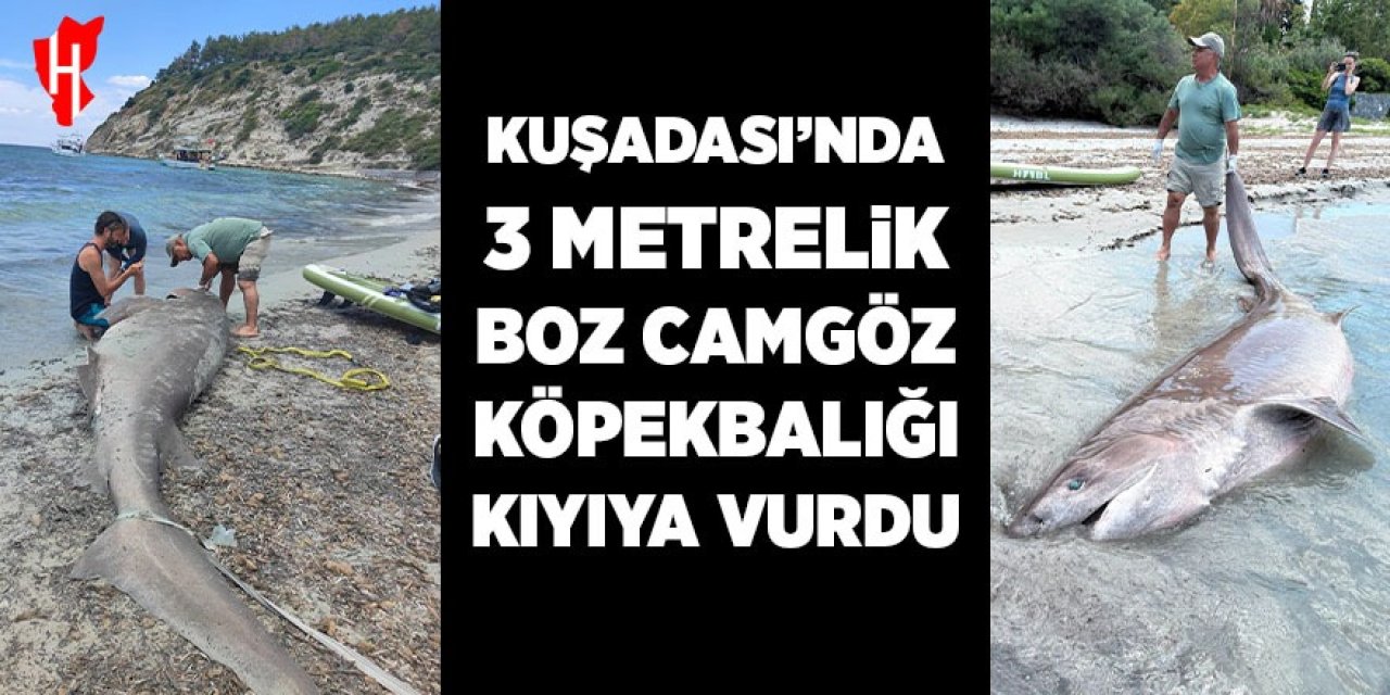 Kuşadası kıyısında 3 metrelik boz camgöz köpekbalığı kıyıya vurdu