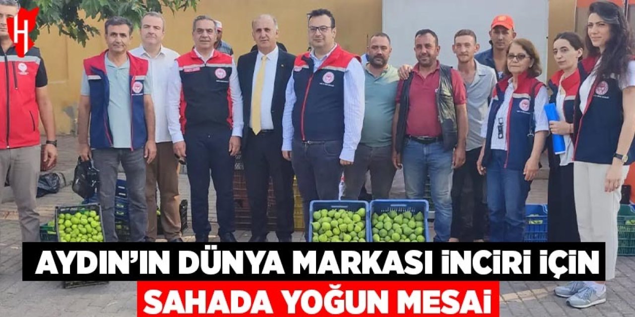 Aydın’ın dünya markası inciri için sahada yoğun mesai