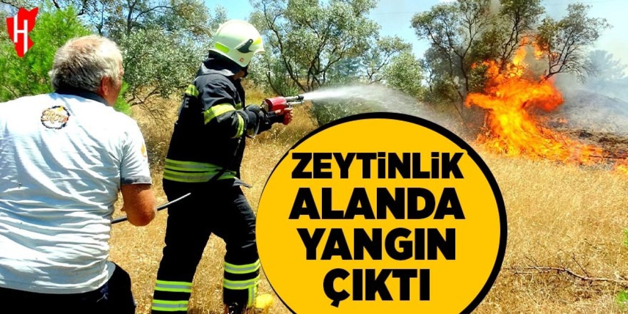 Zeytinlik alanda yangın çıktı