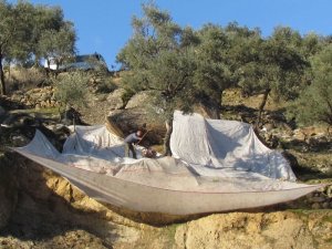 Milli Parkta Zeytin Toplama Kararı Mahkemeye Taşındı