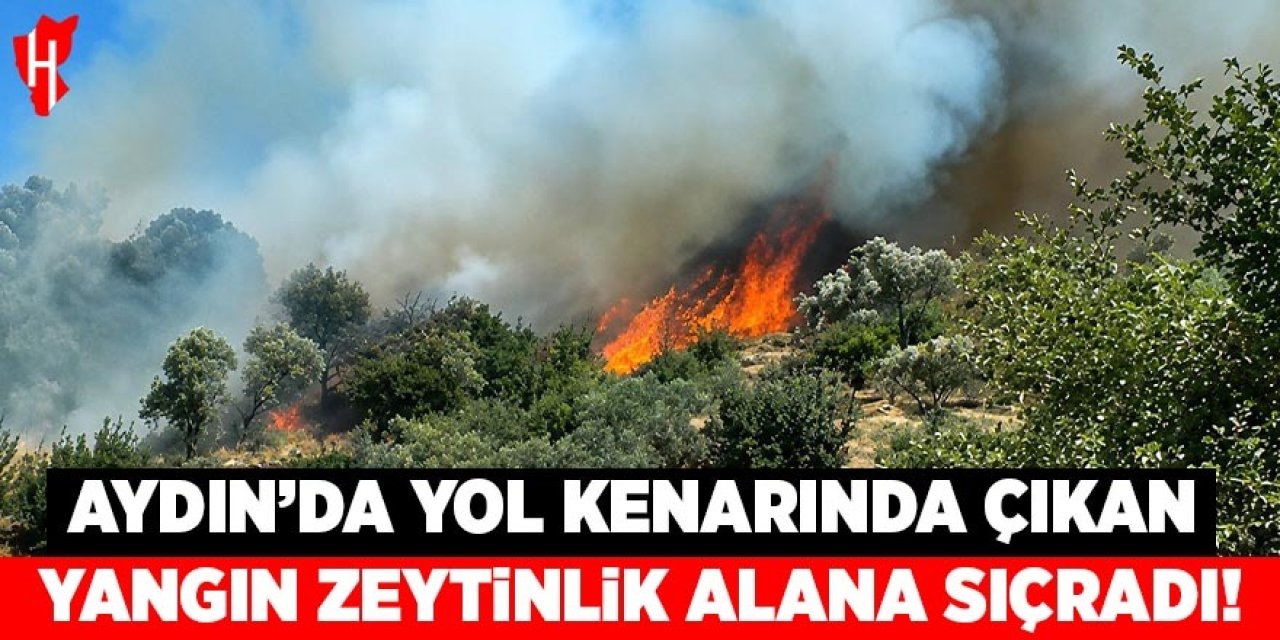 Aydın'da yol kenarında çıkan yangın zeytinliğe sıçradı