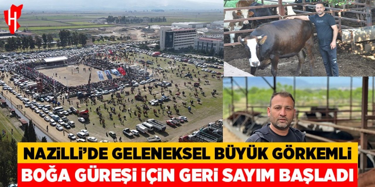 Nazilli'de Geleneksel Büyük Görkemli Boğa Güreşi için geri sayım başladı