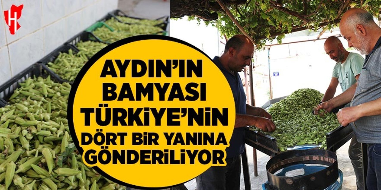 Aydın'ın bamyası Türkiye'nin dört bir yanına gönderiliyor