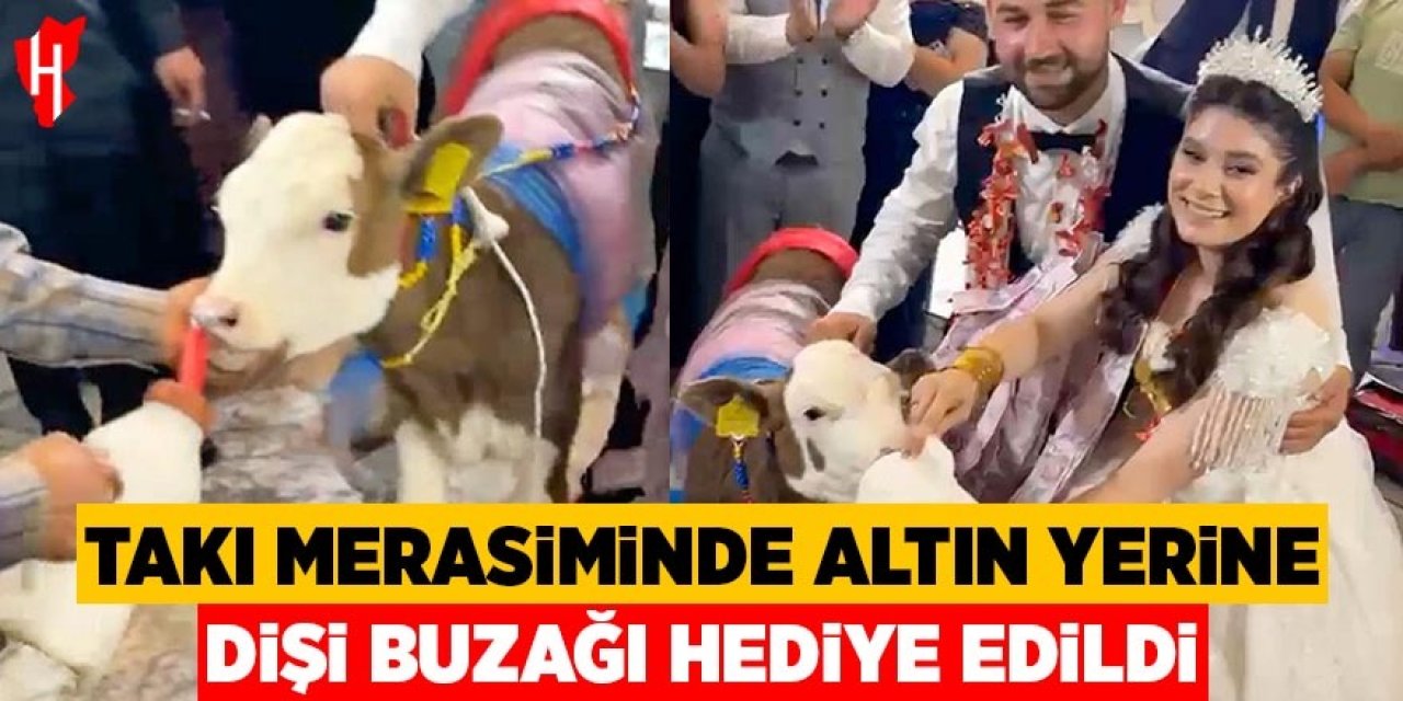 Takı merasiminde dişi buzağı hediye edildi