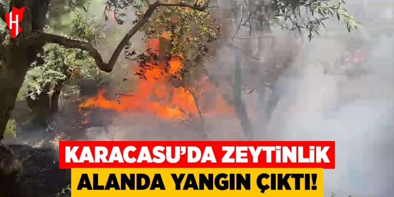 Karacasu'da zeytinlik alanda yangın çıktı!
