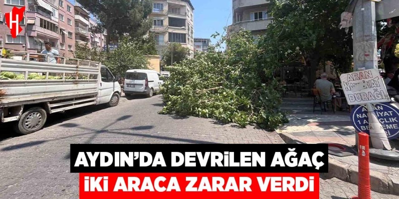 Aydın'da devrilen ağaç iki araca zarar verdi
