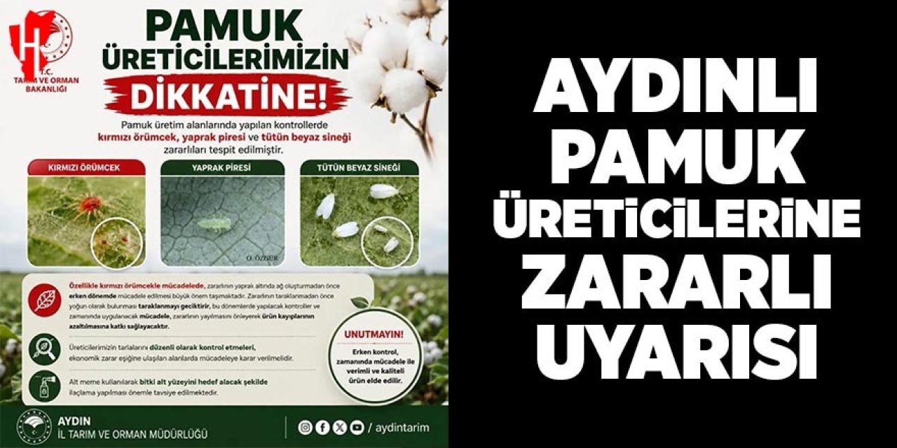 Aydınlı pamuk üreticilerine zararlı uyarısı