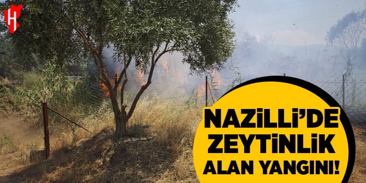Nazilli'de zeytinlik alan yangını