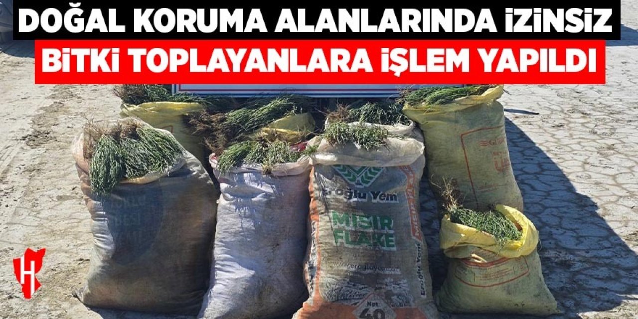 Aydın'da doğal koruma alanlarında izinsiz bitki toplayan 8 şüpheliye işlem yapıldı