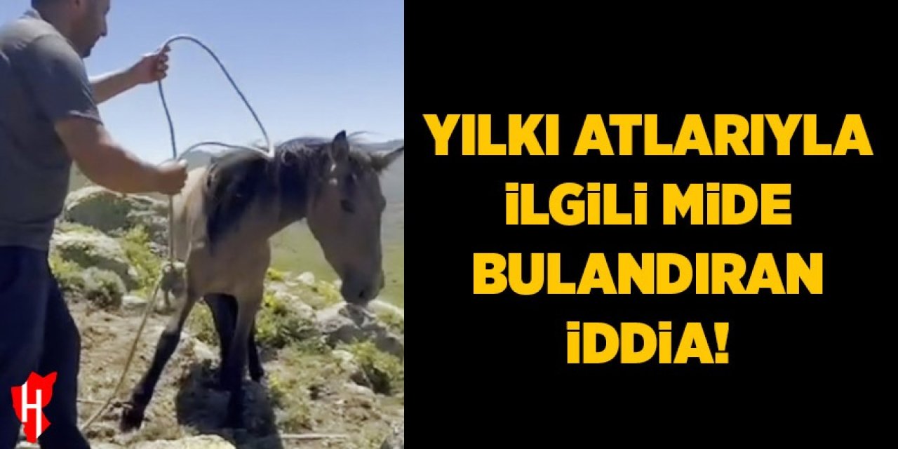 Yılkı atlarıyla ilgili mide bulandıran iddia