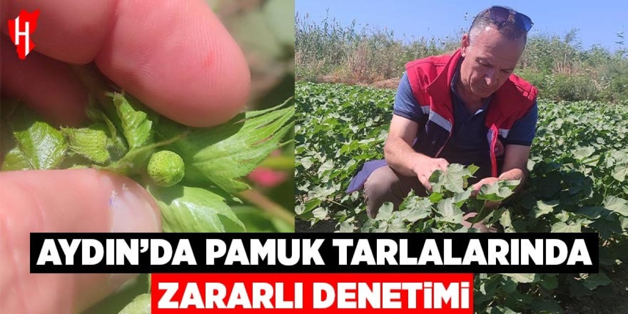 Aydın'da pamuk tarlalarında zararlı denetimi