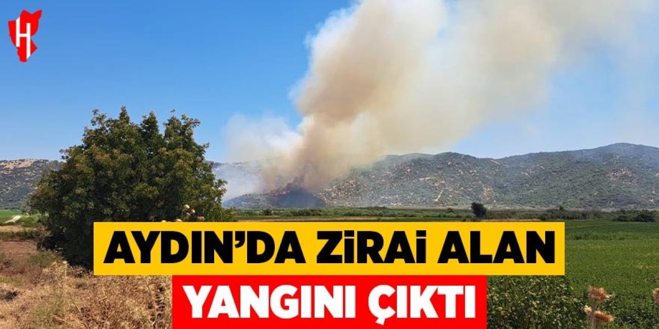 Aydın'da zirai alan yangını çıktı