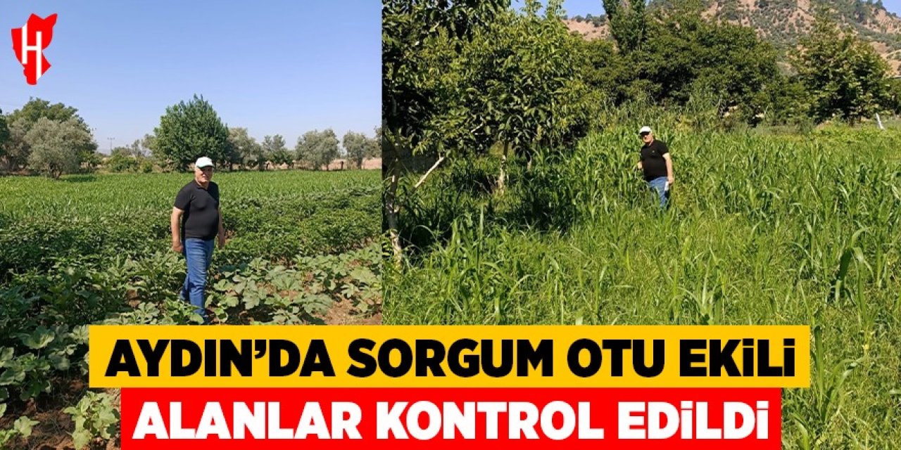 Aydın'da sorgum otu ekili alanlar kontrol edildi