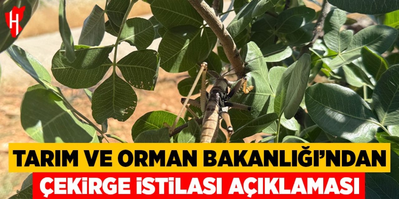 Tarım ve Orman Bakanlığı'ndan çekirge istilası açıklaması