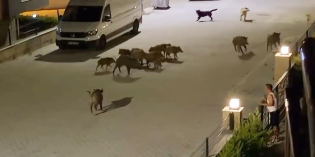 Köpek saldırısına uğrayan yaban domuzunun imdadına sürüsü yetişti!