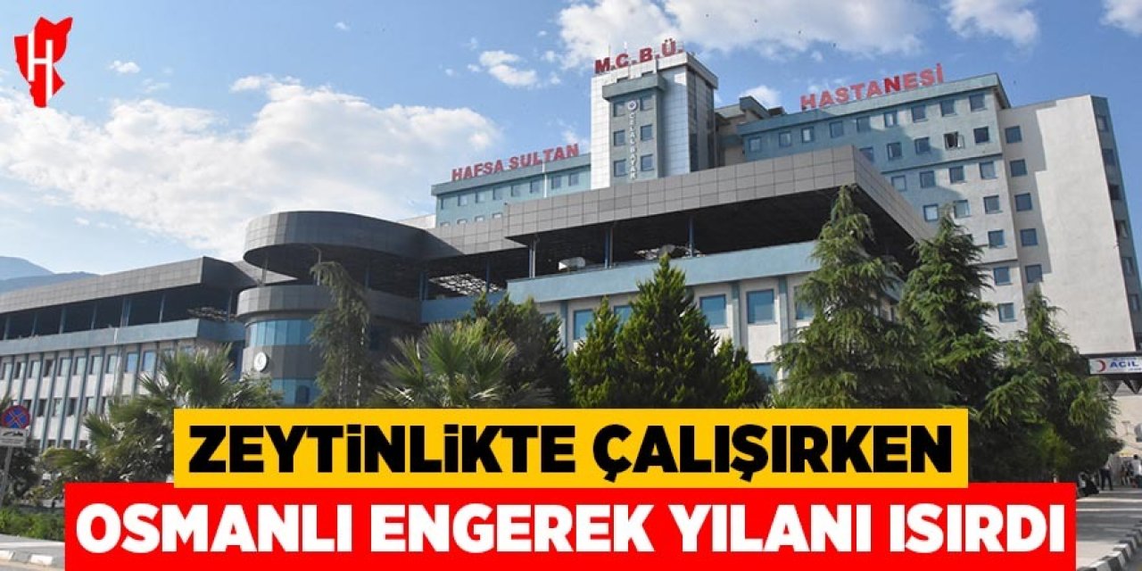 Zeytinlikte çalışırken Osmanlı engerek yılanı ısırdı
