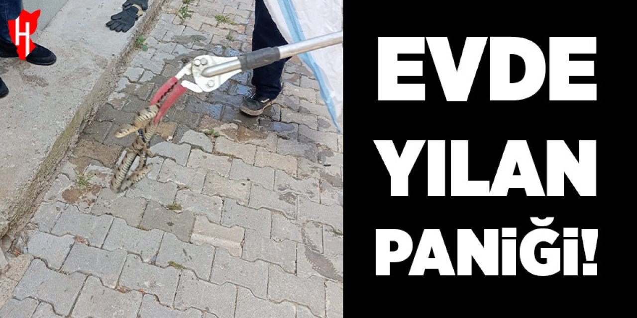 Evde yılan paniği