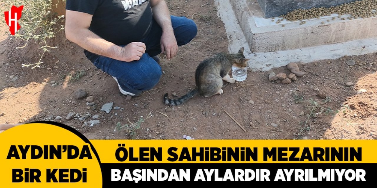 Aydın'da bir kedi ölen sahibinin mezarının başından aylardır ayrılmıyor