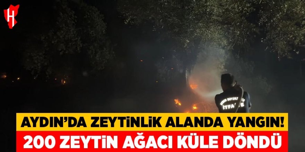 Aydın'da zeytinlik alanda çıkan yangında 200 zeytin ağacı küle döndü