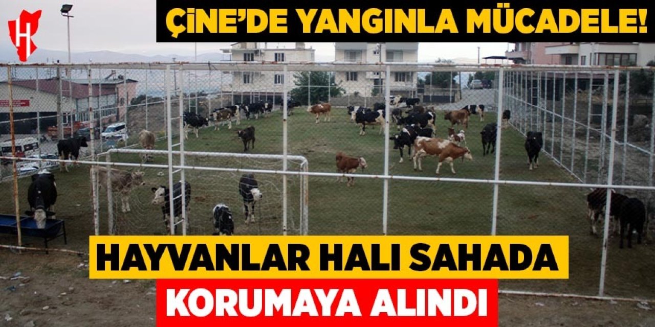Çine'de alevlerin ulaştığı mahallede hayvanlar halı sahada korumaya alındı