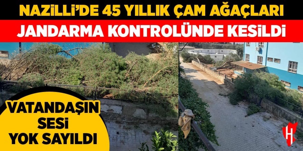 Nazilli’de 45 yıllık çam ağaçları jandarma kontrolünde kesildi! Vatandaşın sesi yok sayıldı