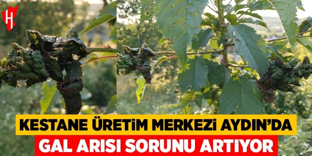 Kestane üretim merkezi Aydın'da gal arısı sorunu artıyor