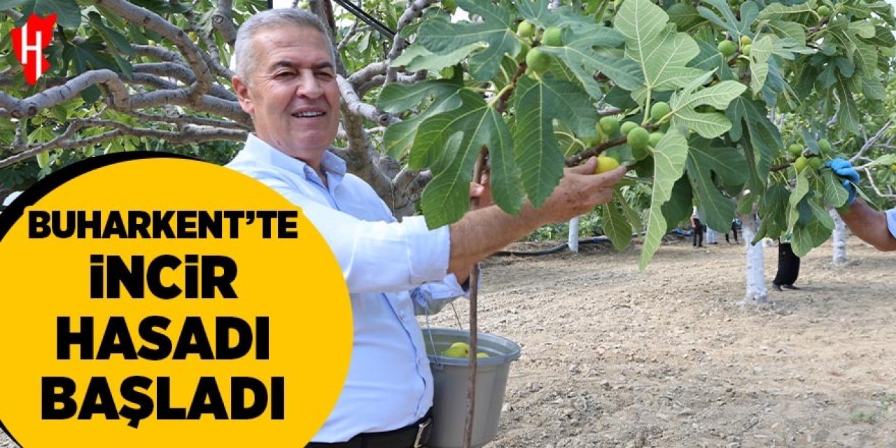 Buharkent'te taze incir hasadı başladı
