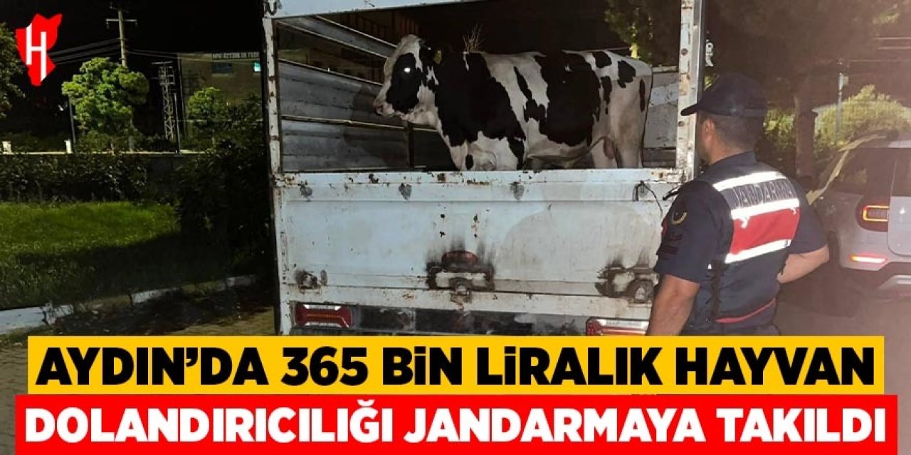 Aydın'daki 365 bin liralık hayvan dolandırıcılığı jandarmaya takıldı