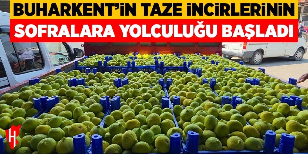 Buharkent'in taze incirlerinin sofralara yolculuğu başladı
