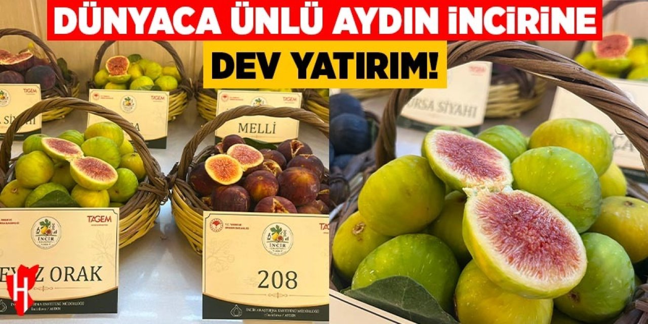 Dünyaca ünlü Aydın inciri için dev adım