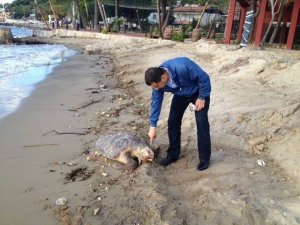 Kuşadası’nda Bir Caretta Caretta Ölüsü Daha