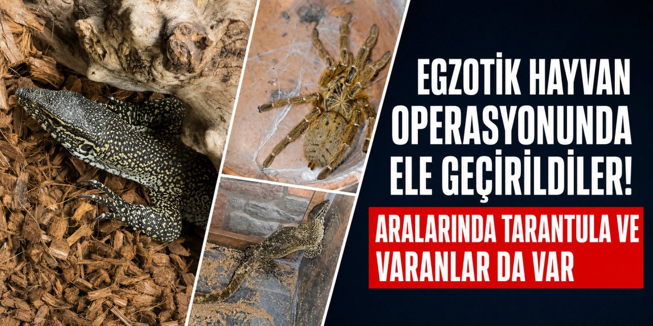 Egzotik hayvan operasyonunda ele geçirildiler! Aralarında tarantula ve varanlarda var