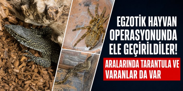 Egzotik hayvan operasyonunda ele geçirildiler! Aralarında tarantula ve varanlarda var